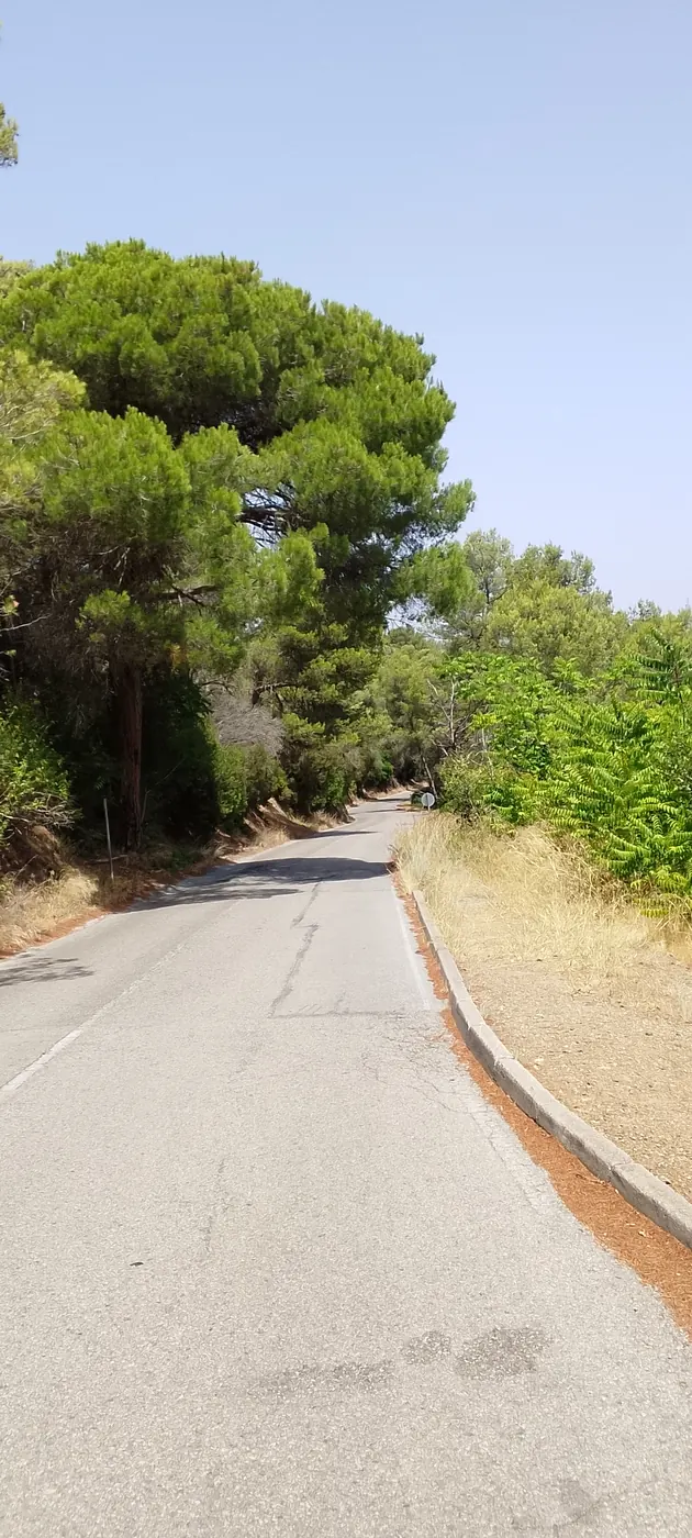 The drop to Cerdanyola, under the pines